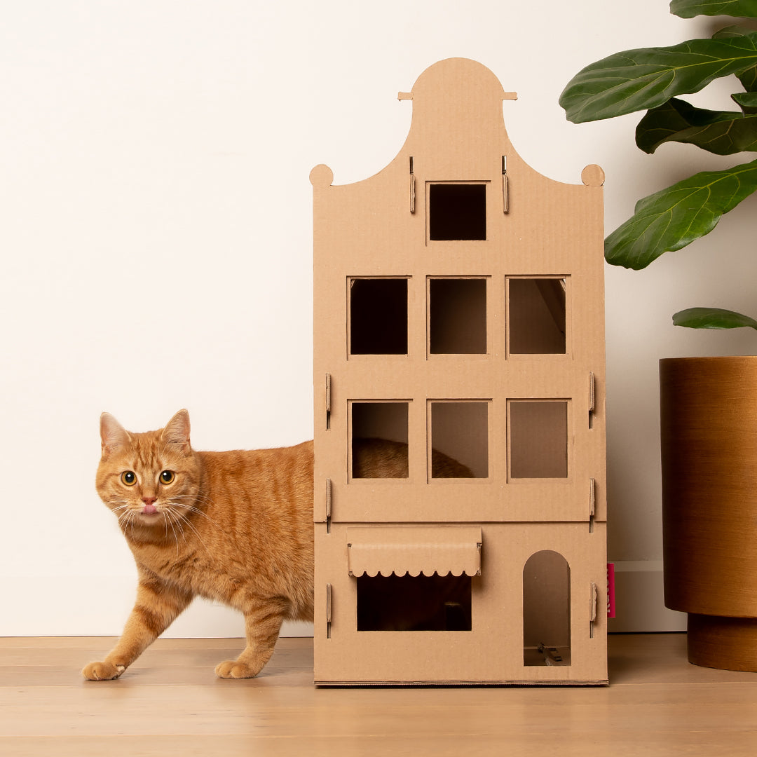 Amsterdam kattenhuis - Katon