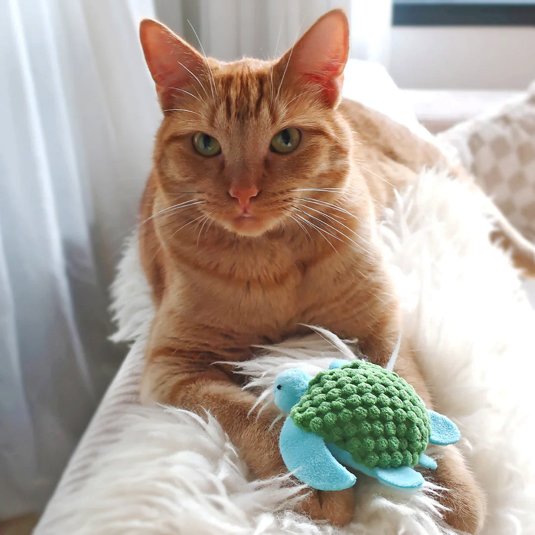 Schildpad met catnip - KONG